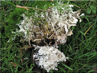 Trechispora fastidiosa