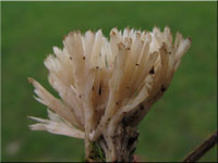 Tremellodendropsis tuberosa var. helvetica