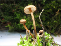Crinipellis stipitaria 