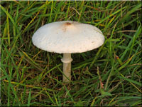 Macrolepiota mastoidea 
