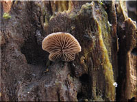 Resupinatus applicatus 