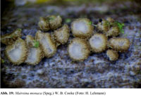 cyphelloide Homobasidiomyceten