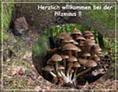 Pilzmaus